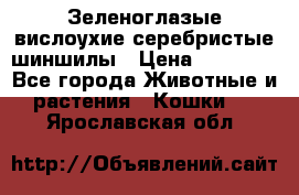 Зеленоглазые вислоухие серебристые шиншилы › Цена ­ 20 000 - Все города Животные и растения » Кошки   . Ярославская обл.